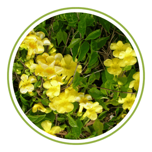 Cat's Claw Herbal Extract